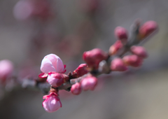 あんずの蕾