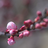 あんずの蕾