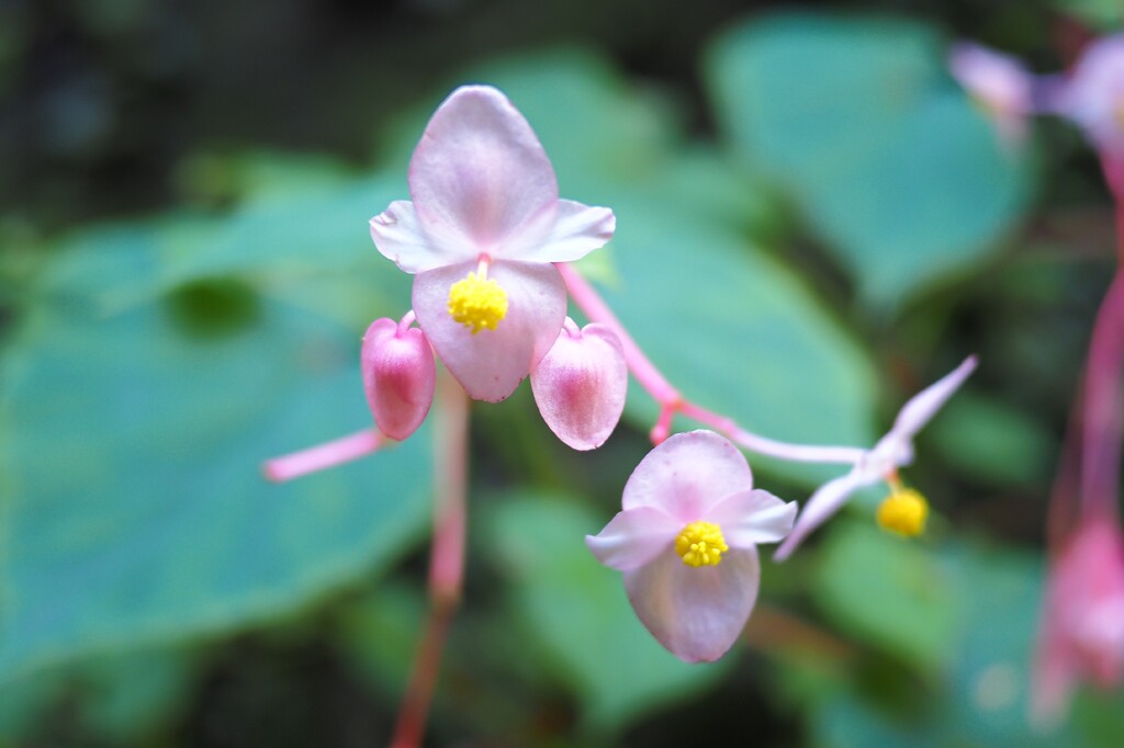 古拙の裏庭にシュウカイドウ