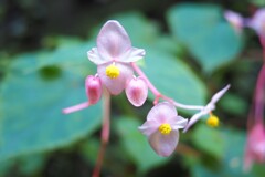 古拙の裏庭にシュウカイドウ