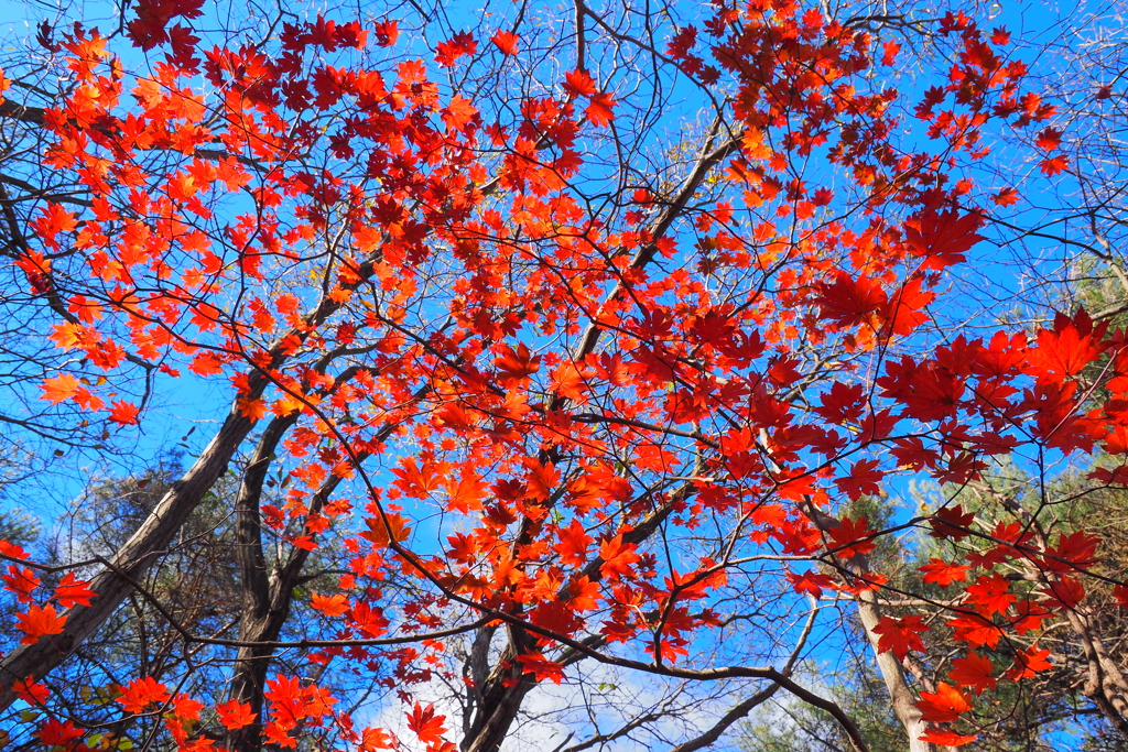 紅葉も、おしまいです