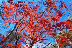 紅葉も、おしまいです