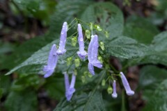 長い名前の花です
