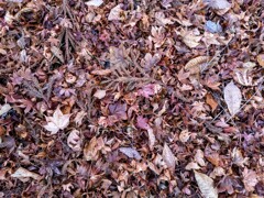 年越しの落ち葉　まだ紅い