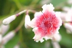 ご存知ですか？ヘクソカズラです