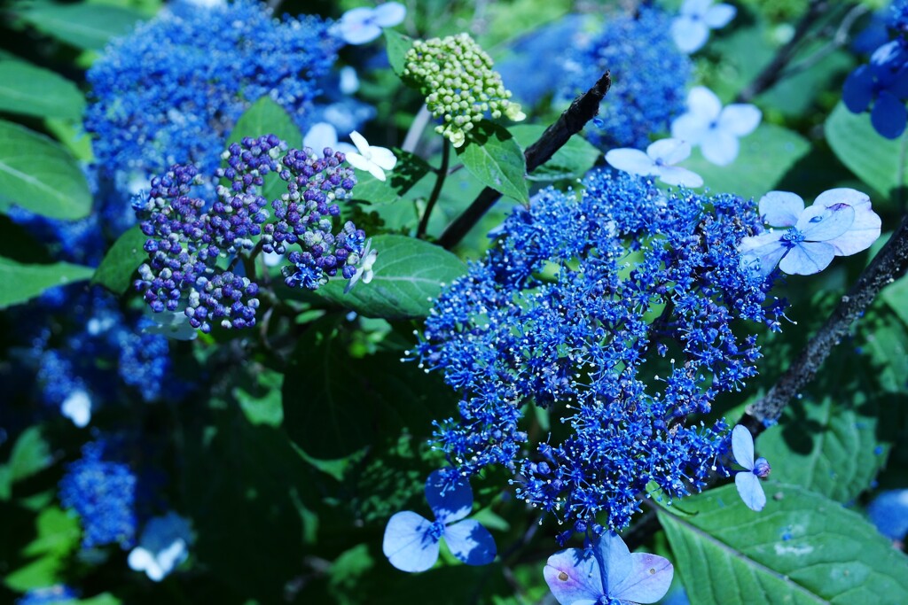 アップに拡げると不気味な紫陽花