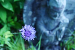 神佛と一輪