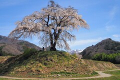沼田市上発知の枝垂れ桜