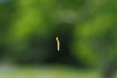 くるくる周る　何だ〜