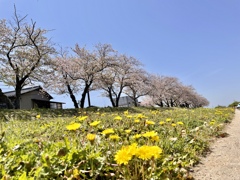 20240414笹ヶ瀬川河川敷