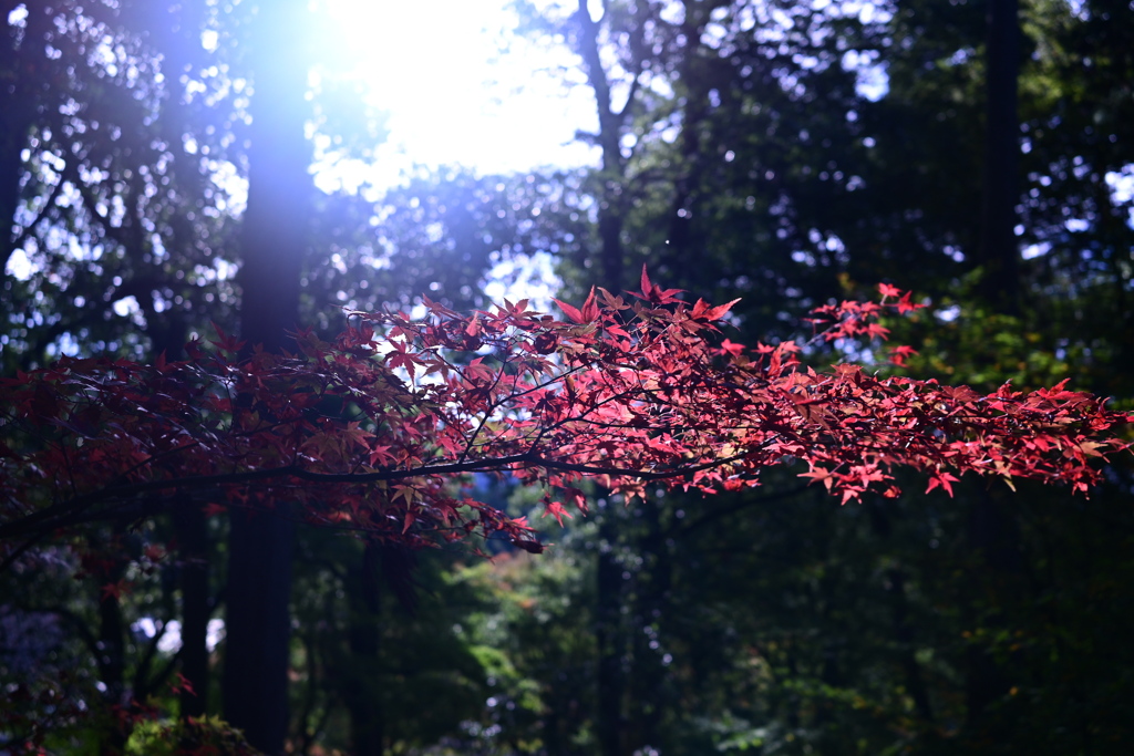 紅葉一文字