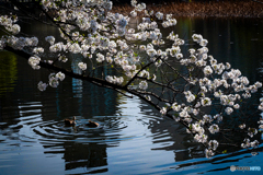 上野桜