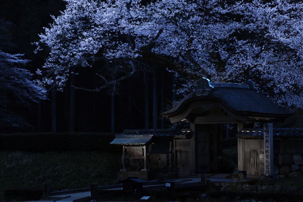 朝倉氏館跡の桜