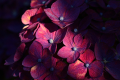 斜光紫陽花