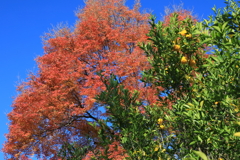 柑橘もみじ