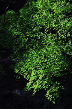 青もみじ