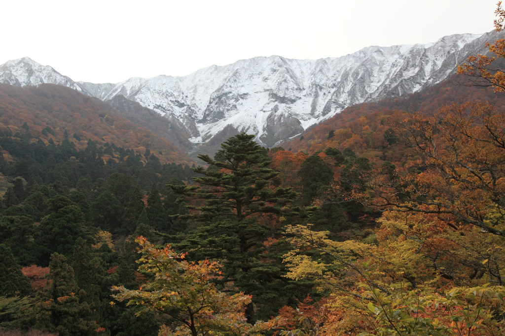 大山の紅葉