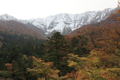 大山の紅葉
