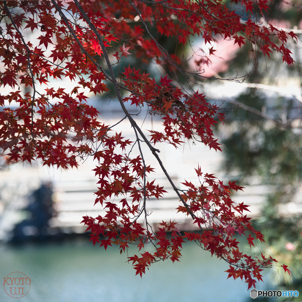 宇治平等院塔の島紅葉