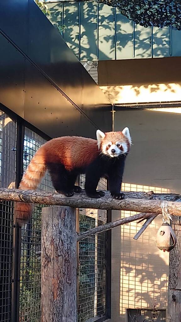 旭川　旭山動物園にて