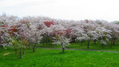 豊平川　桜の杜４