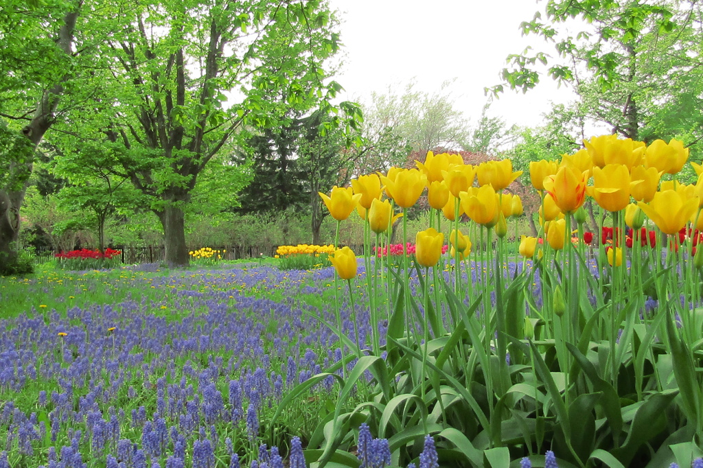 百合が原公園のラベンダーとチューリップ