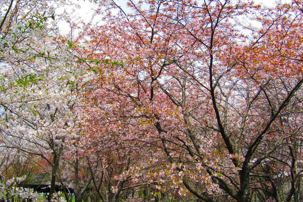 豊平川　桜の杜２