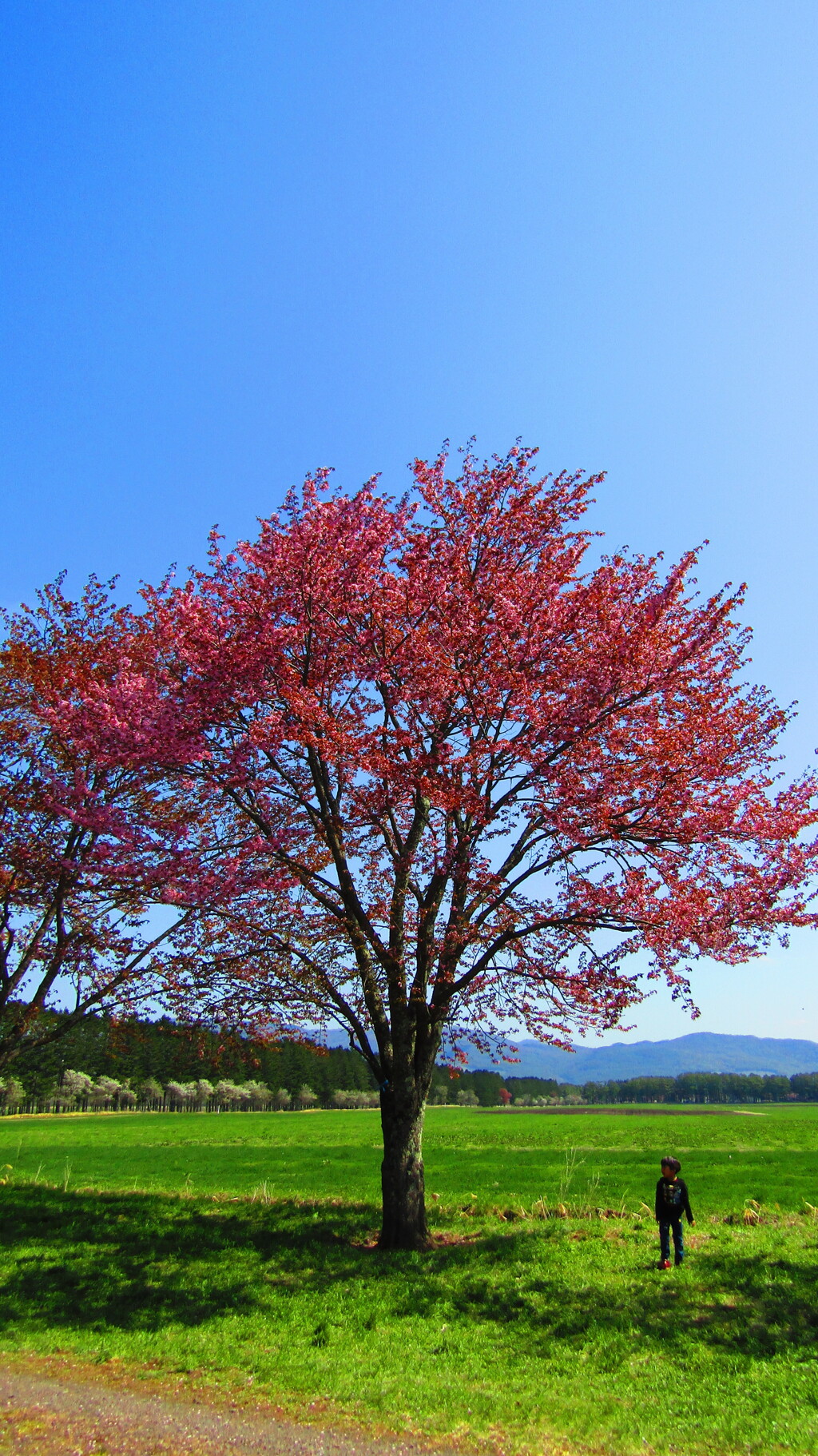 静内の桜