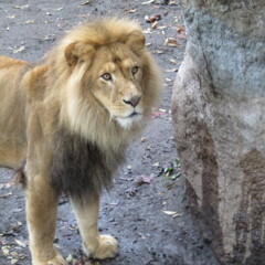 旭川　旭山動物園にて　ライオン