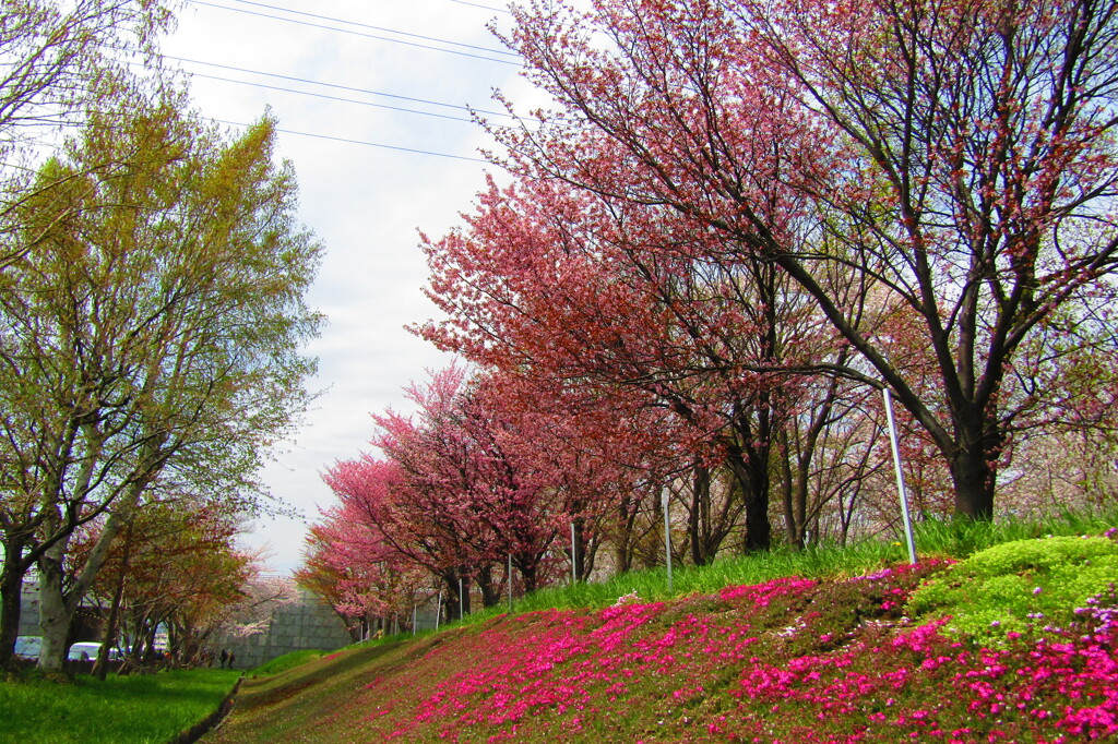 豊平川　桜の杜３