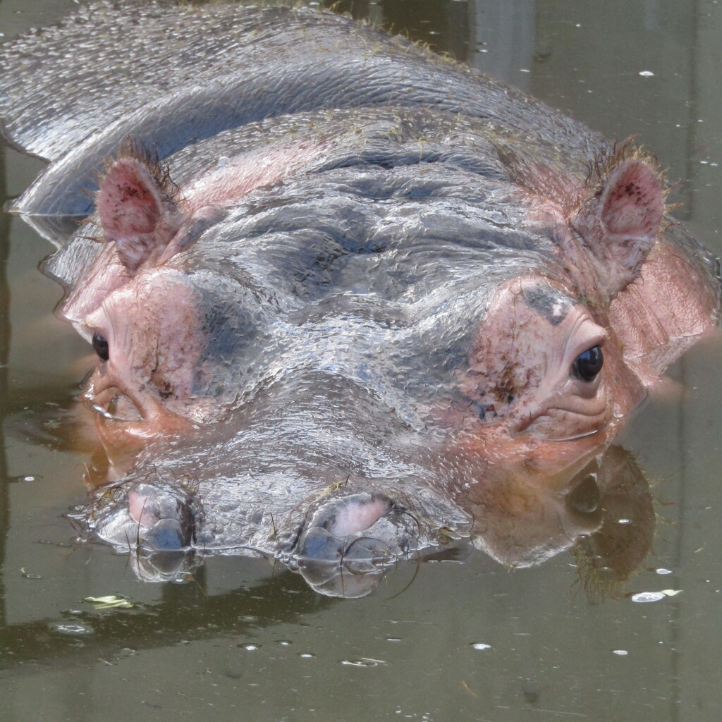 旭川　旭山動物園にて　