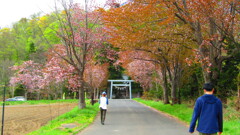 真狩神社桜並木