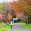 真狩神社桜並木