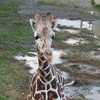 旭川　旭山動物園にて　きりん