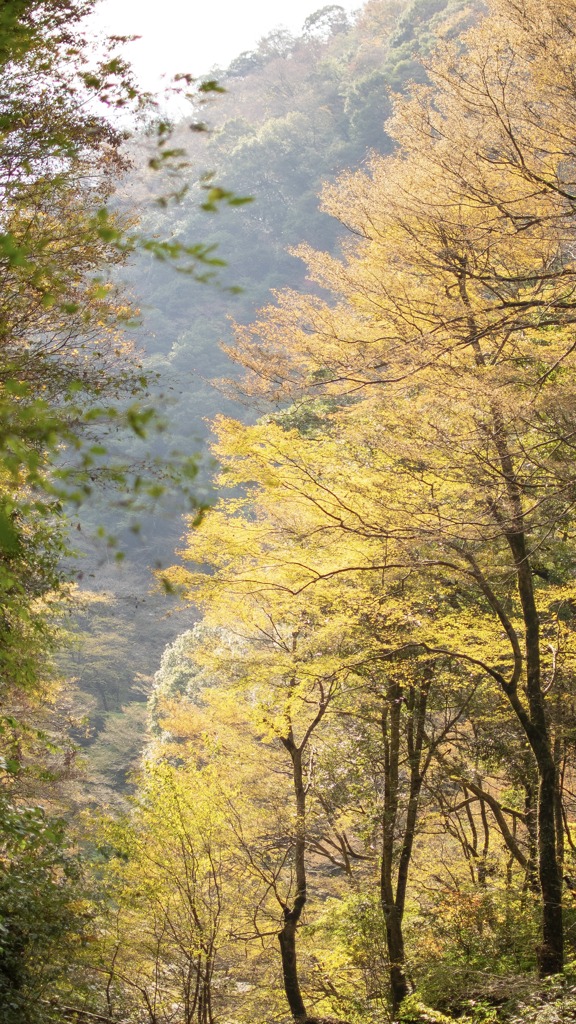 黄色の谷間