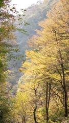 黄色の谷間