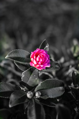 ひとつの花