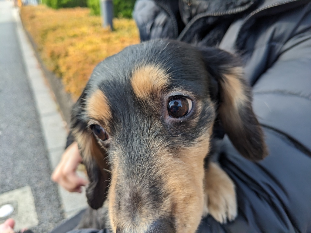 マロン