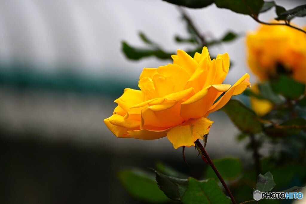 冬に咲く薔薇