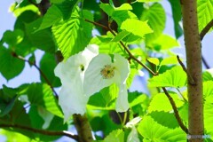 清潔