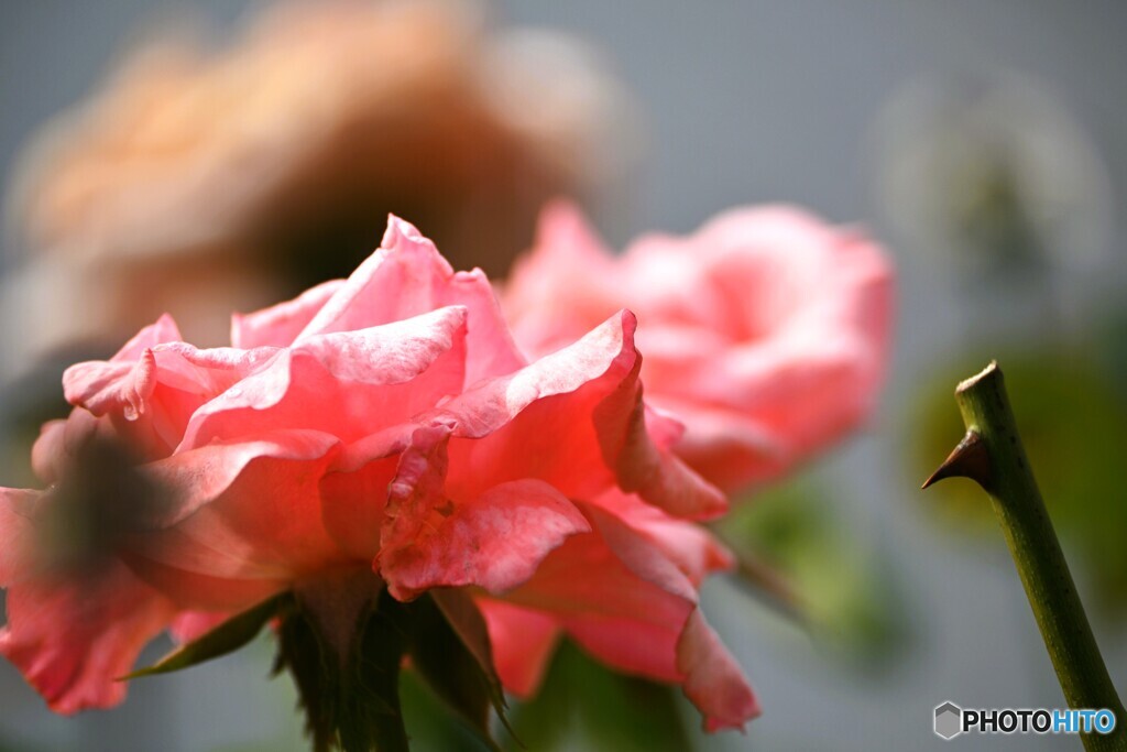 センター前の薔薇