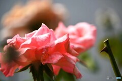 センター前の薔薇