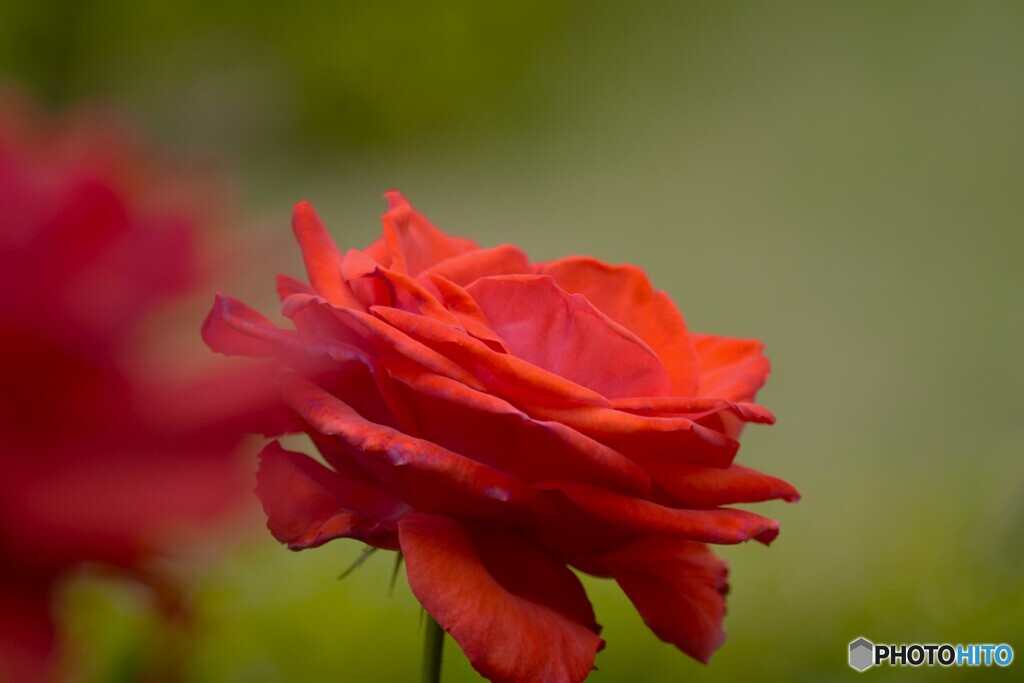 春薔薇の旧古河庭園～ⅷ