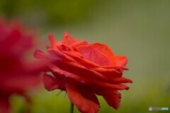 春薔薇の旧古河庭園～ⅷ
