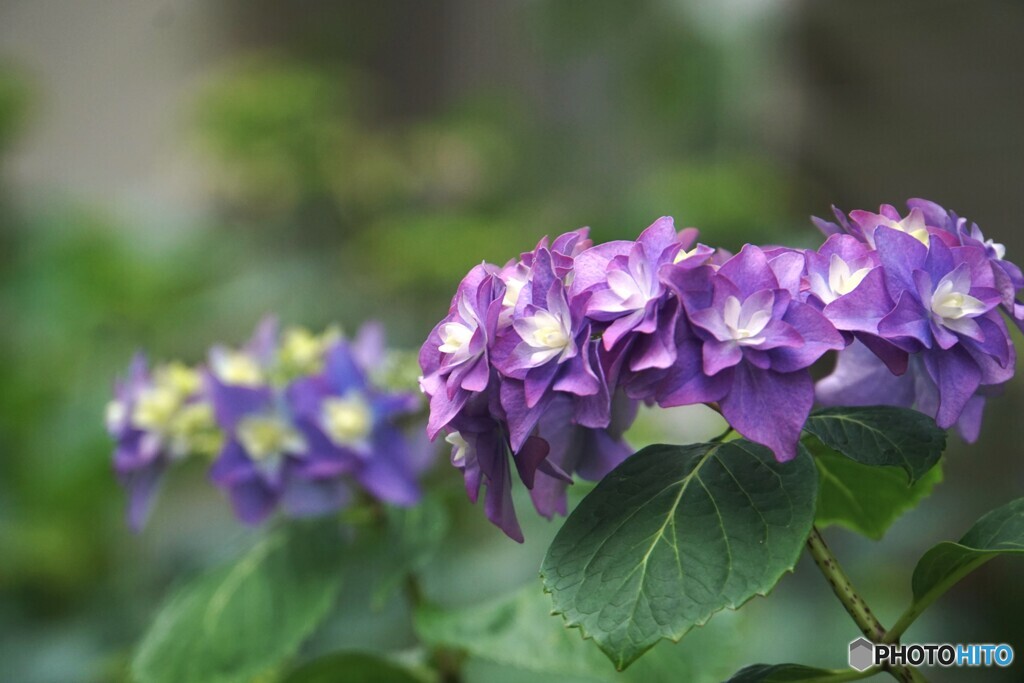 梅雨花の季節