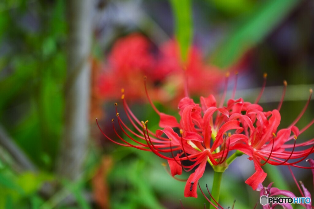 猛暑中の彼岸花～ⅰ