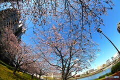 汐入大寒桜～ⅺ