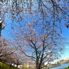 汐入大寒桜～ⅺ