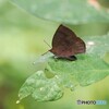 蝶の里公園～ⅱ