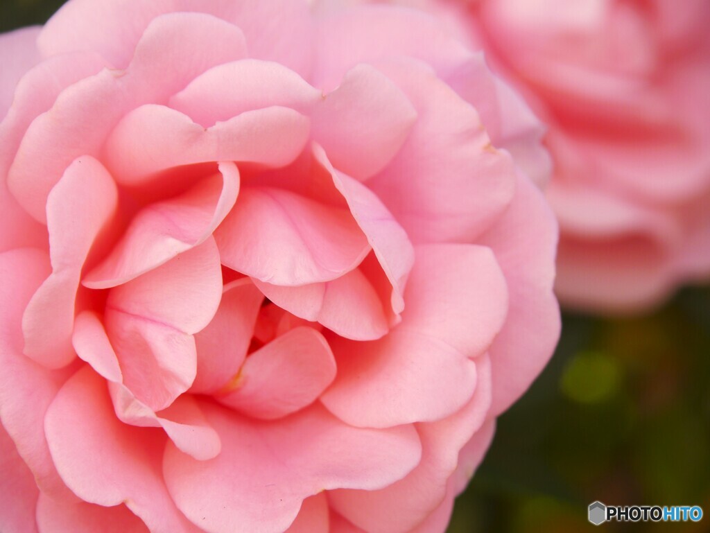 チョイ古カメラで～Ⅱ